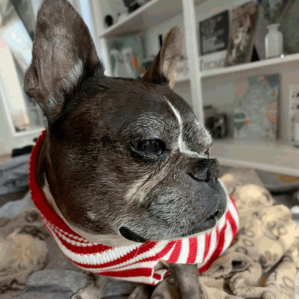 Dilla, French Bulldog and Boston Terrier mix, wearing the Santa Claus Dog Turleneck from online dog clothing store they made me wear it.