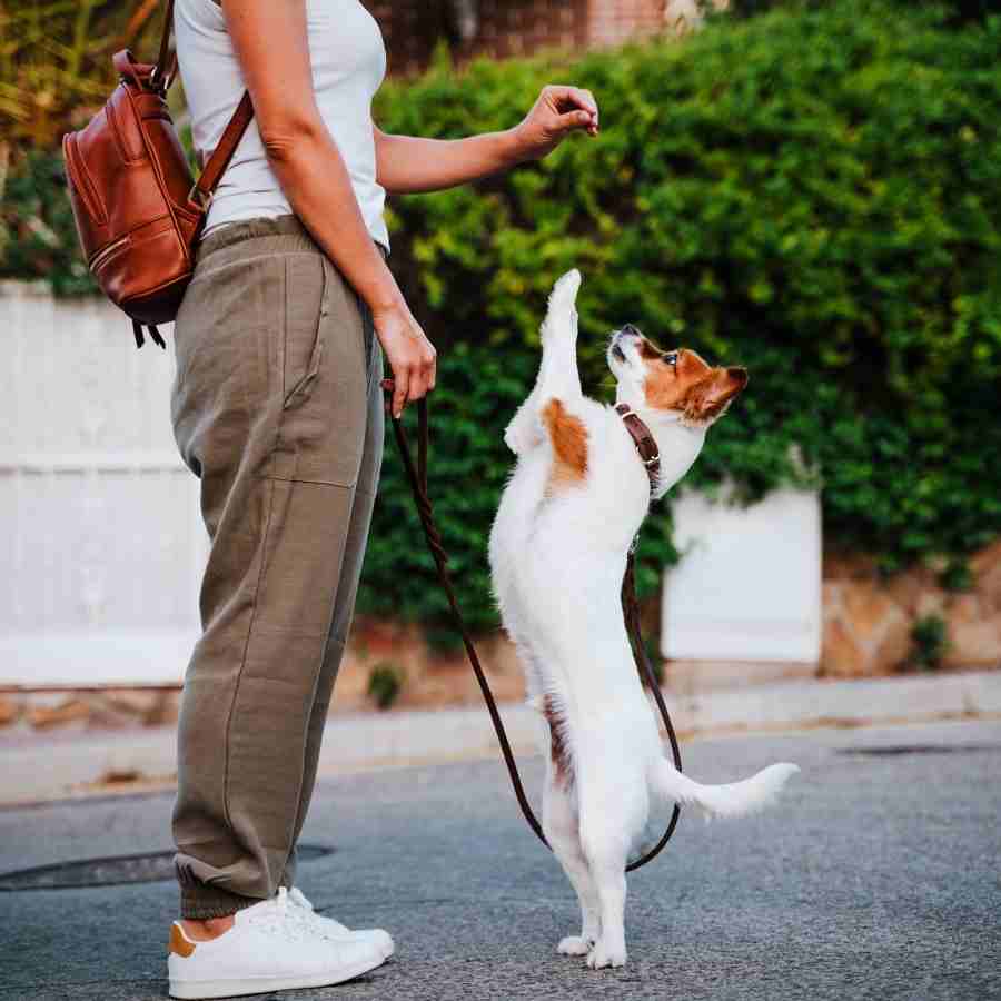 Dog mom handing a treat to an adorable jack russell terrier standing up on its hind legs in the middle of the street.