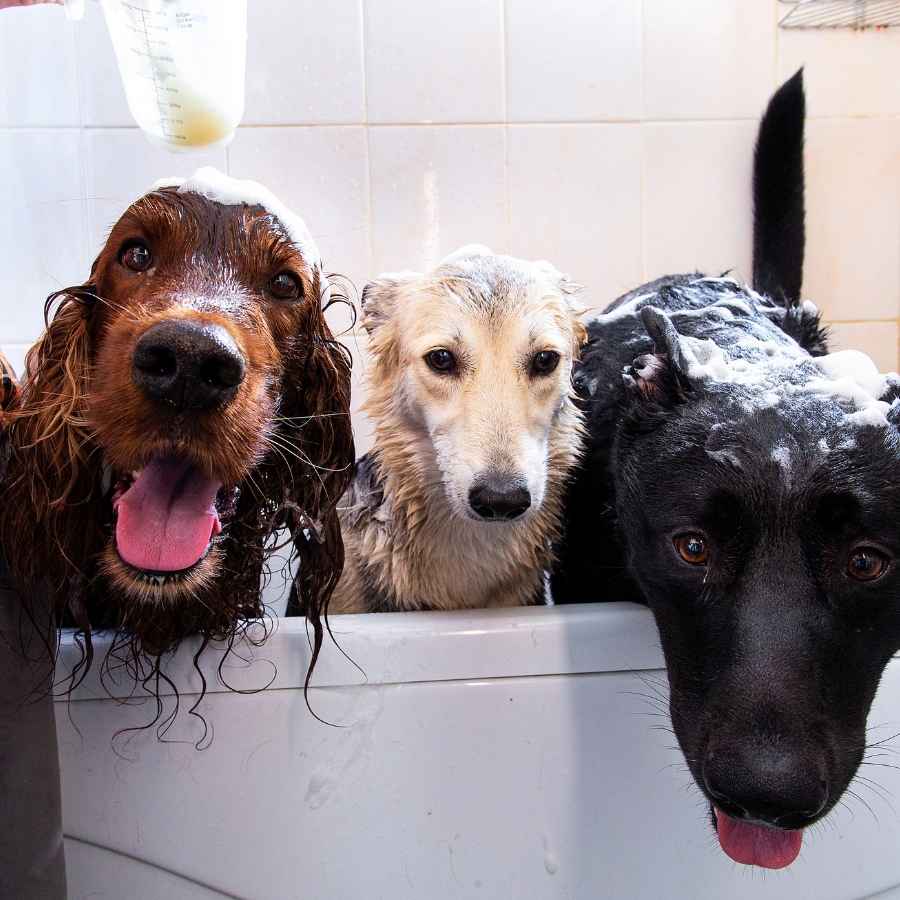 Dog owner washing three large dogs in bathtub.