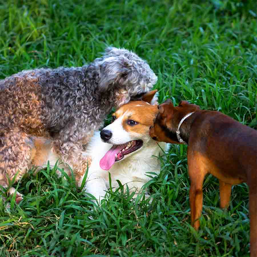 Dogs playing together outdoors in the summer grassy field.