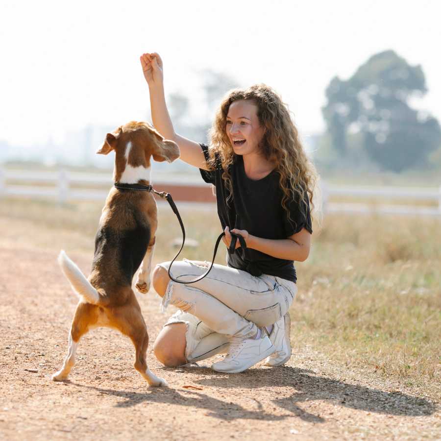 Excited young woman wearing jeans, stooping down outside in a field, teaching her small dog a new trick using dog treats.