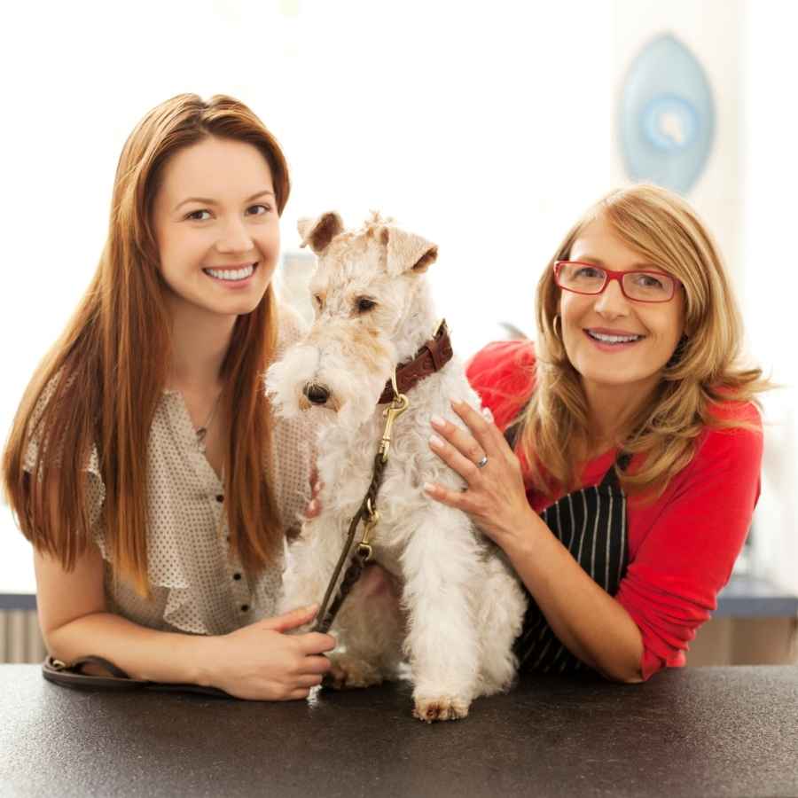 Fox Terrier sitting with dog owners at the Pet Grooming Salon ready to get groomed!