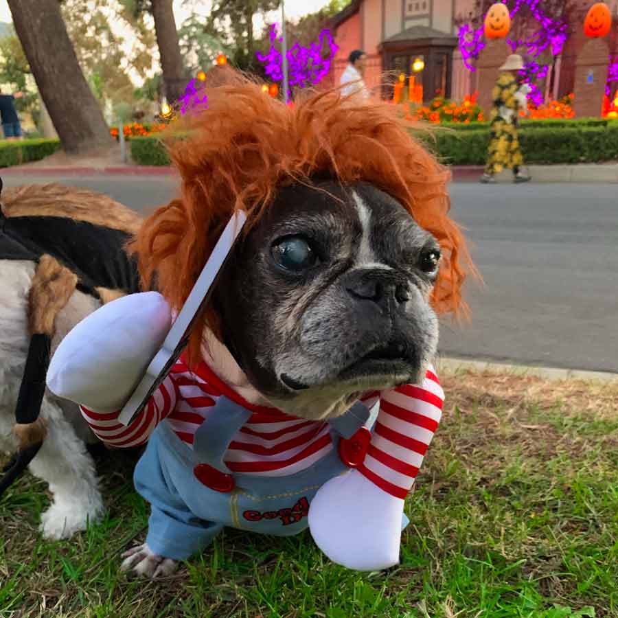 Dilla, a French Bulldog and Boston Terrier Mix wearing the spooky Chucky Doll Dog Costume out the Lilly House in Toluca Lake, California.
