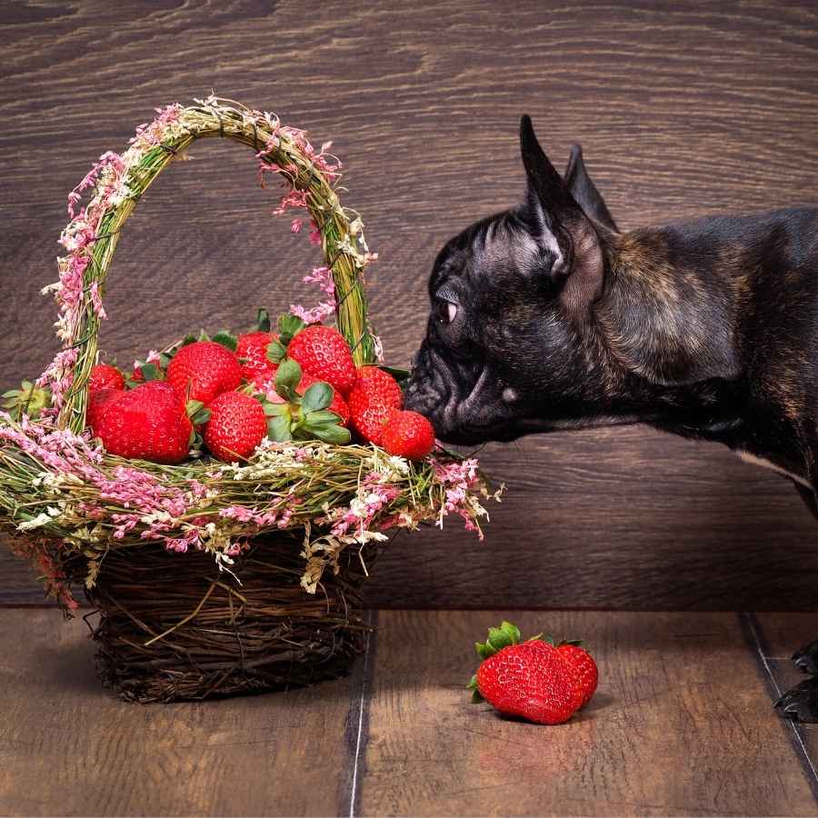 Brindled French Bulldog eating plump strawberries from a flower basket.
