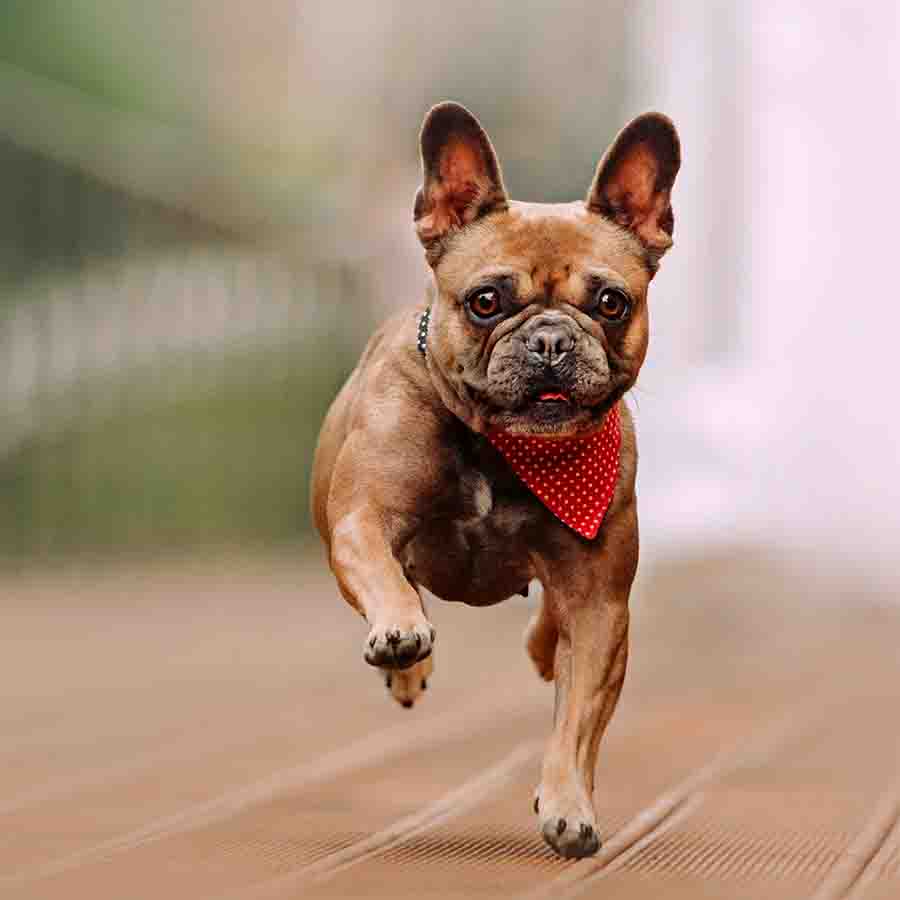 French bulldog running outdoor with his tongue sticking out.