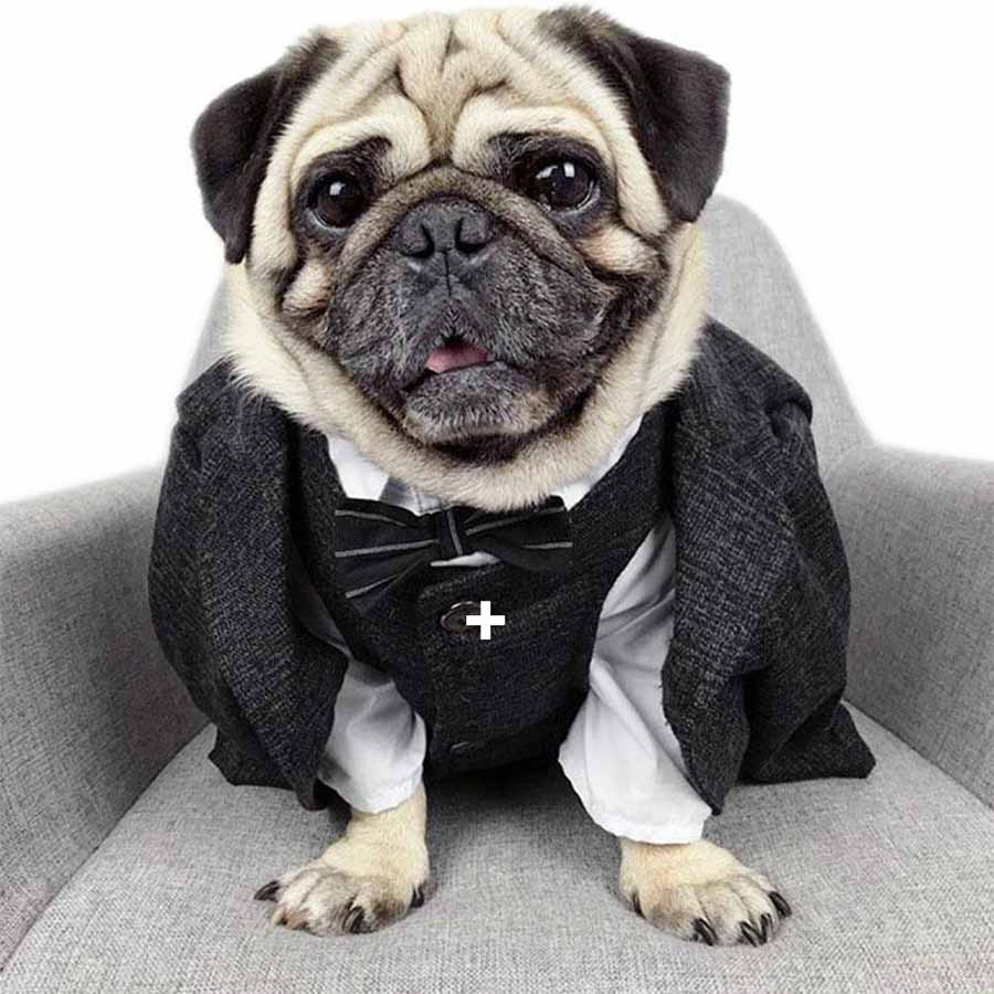 Shop 3-Piece Suit for Dogs.