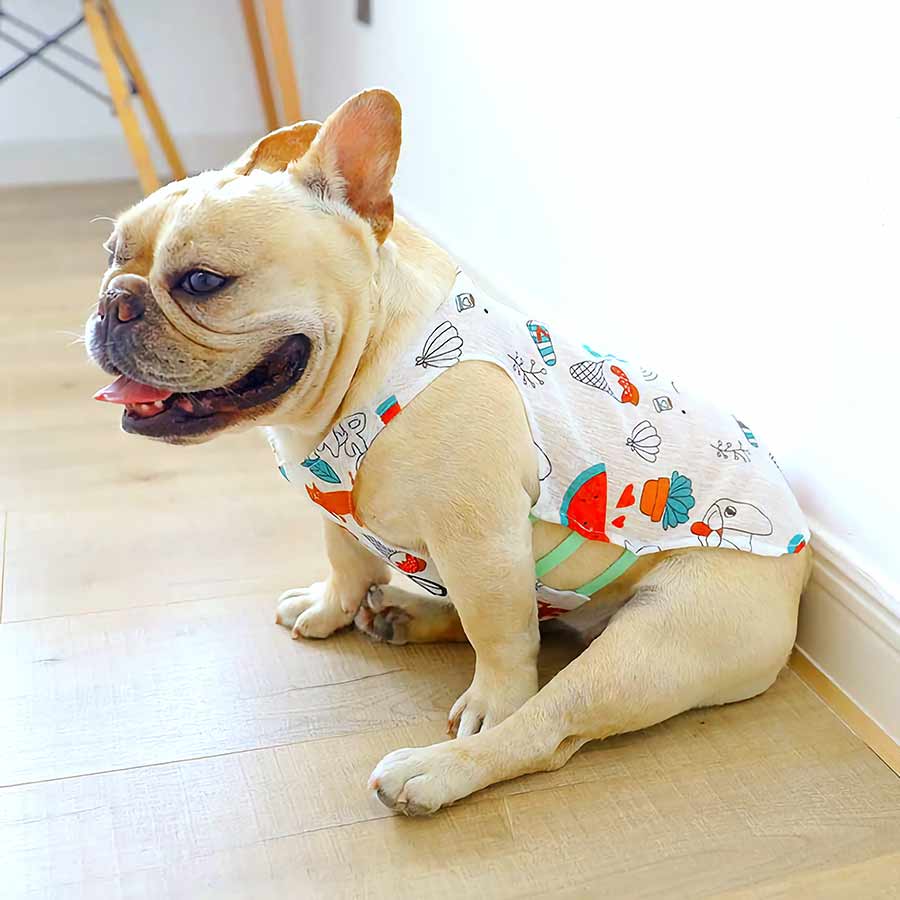 Adorable frenchie wearing Watermelon Summer Dog Tank Top from online clothing dog store they made me wear it.