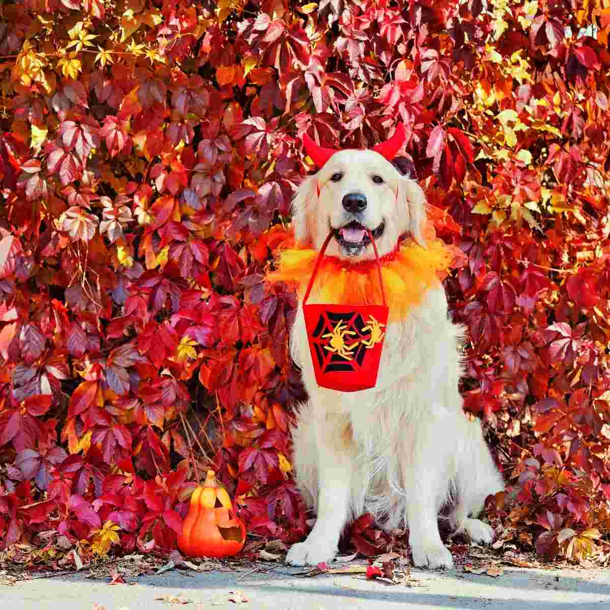 Golden Retriever surrounded by beautiful red and orage fall leaves, holding a Halloween candy bucket ready to go trick-o-treating.