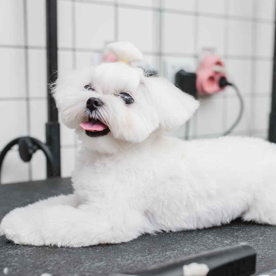 Gorgeous Maltese lying down on pet gromming table at a doggy salon after being freshly cut and groomed.