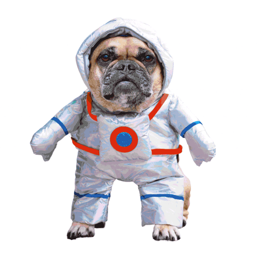 Halloween Dog Costumes for 2023. Dress your dog up as an explorer Astronaut, tropical Bird, cool Guitarist, handy Postman, and thriving Cactus plant. Click here to shop our selection of Halloween Dog Costumes.