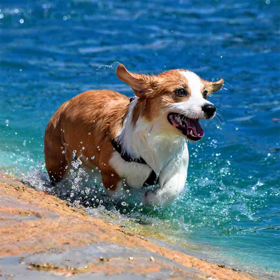 Happy Corgi runs through the bright blue water with his tongue sticking out.