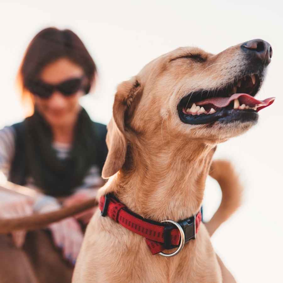 Happy dog and his owners out on a walk, full of adventure, celebrating National Best Friends Day!