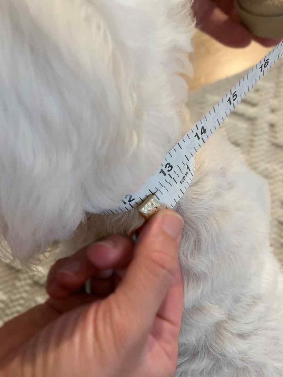 The best way to know your dog's costume size? Measure your dog's neck size.