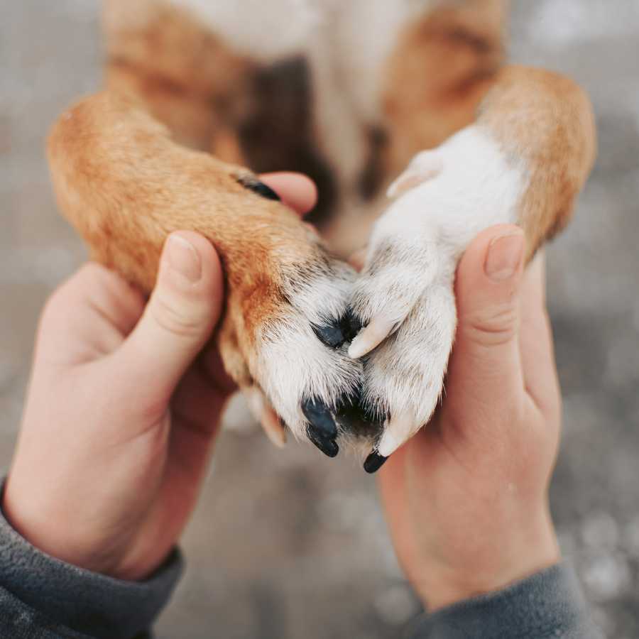 Human hands holidng dogs paws lovingly outdoors.