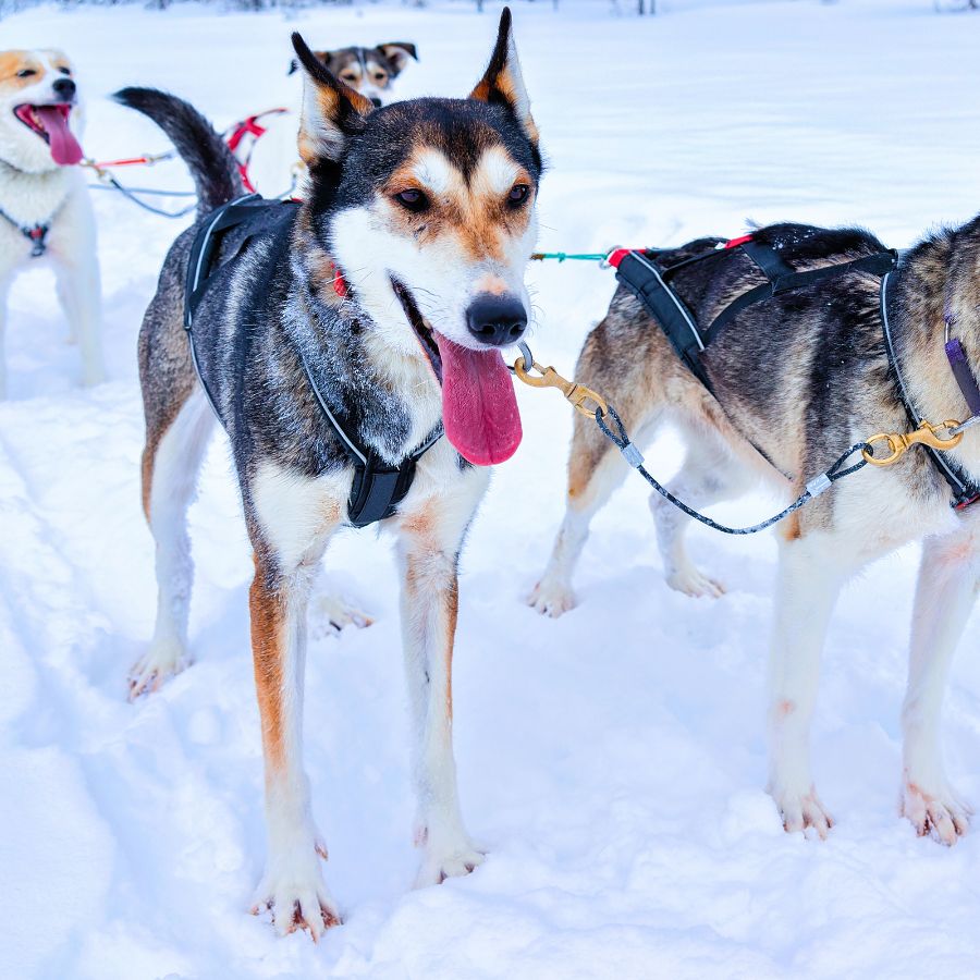 Gorgeous Husky family of dogs in sleigh at Winter Rovaniemi Reflex in Lapland Finland.