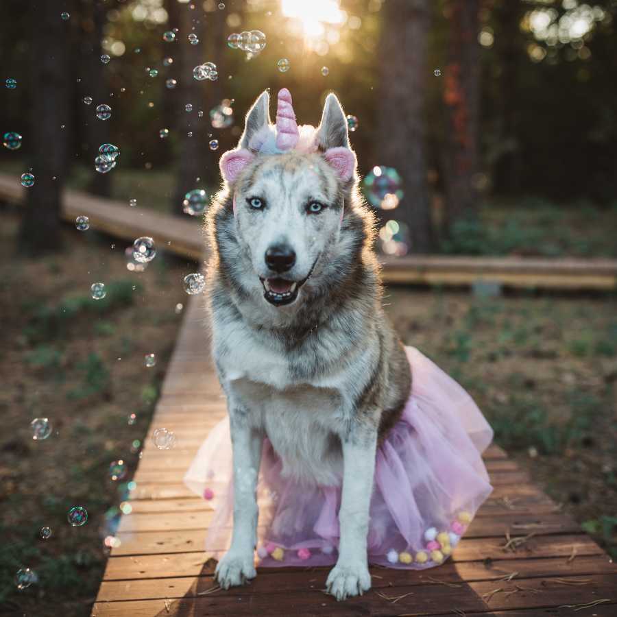 Adorable Husky wearing Unicorn Hat for Dogs with a pink tulle princess dog skirt.