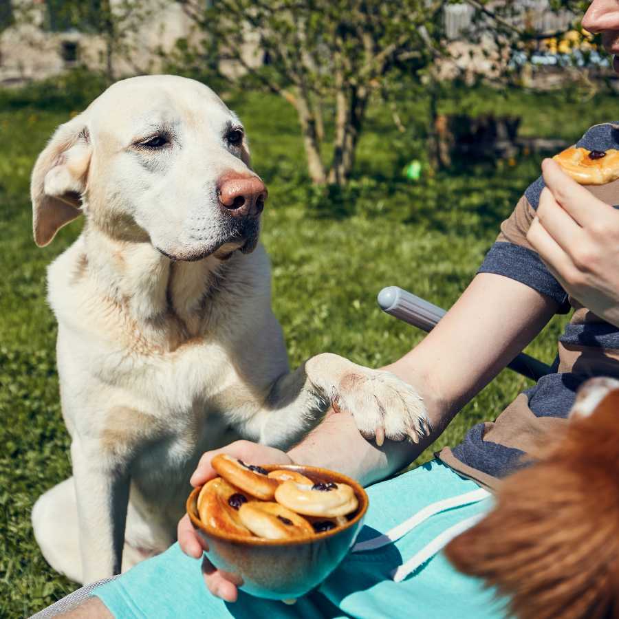 Labrador Retriever watching dog owner eating treats in the garden.