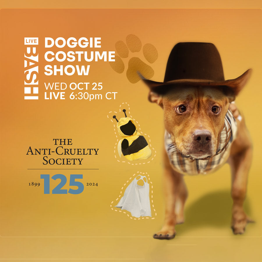 Learn more about the Halloween Dog Costume Show & Adoption Showcase, happening at Live Bash hosted by Anti-Cruelty Society.