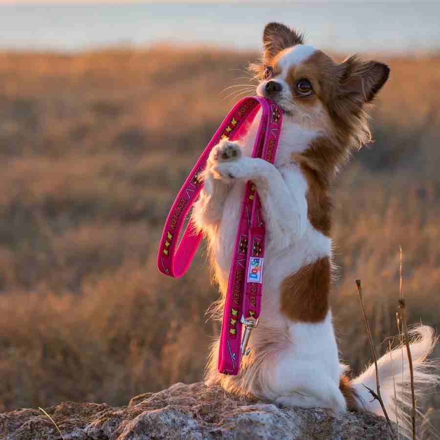 Adorable long-hair chihuahua biting their pink leash at the beach.