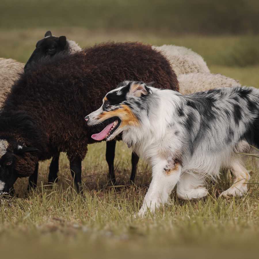 Lovely Australian Shepherd dog herding sheep in the pasture.