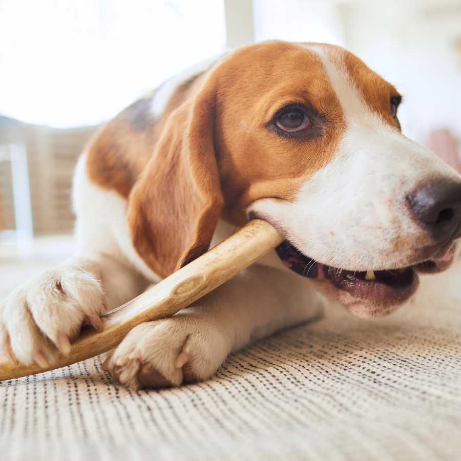 Lovely beagle dog chewing on a dog bone while laying on the floor in the living room.