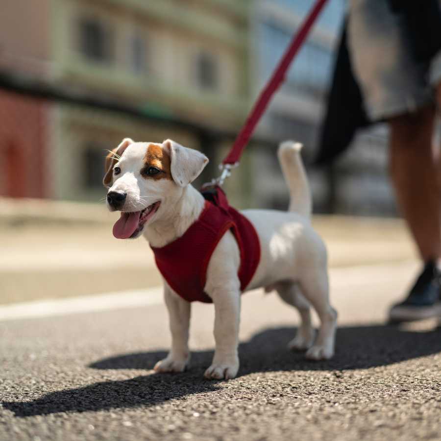 Lovely puppy with their tongue hanging out, walking on a city street.