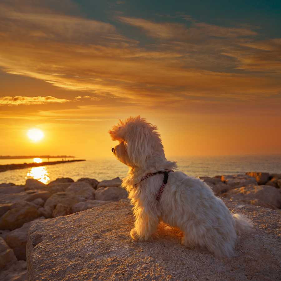 Maltichon dog relaxed and sitting on a beautiful beach looking at the marvelous sunset.