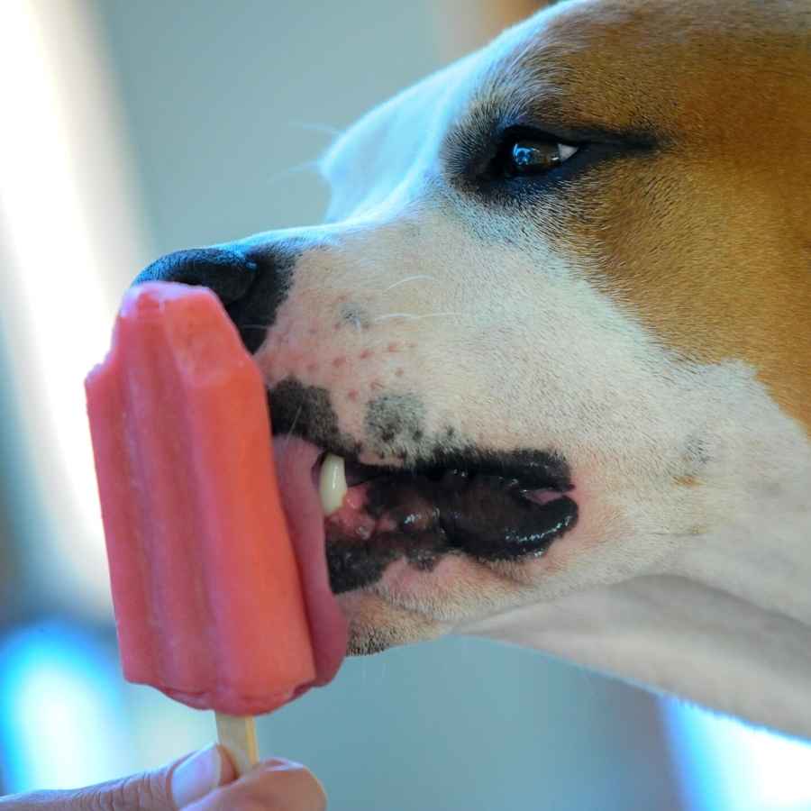 Mixed dog eating strawberry popsicle held by owner on a hot summer day.