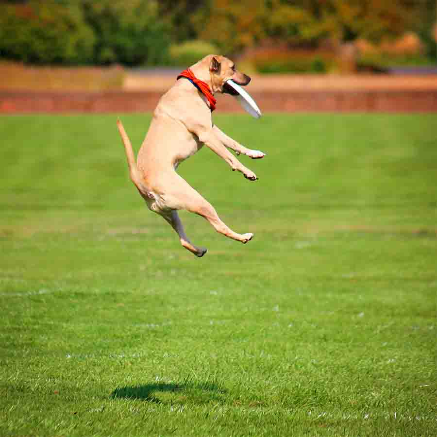 Mixed Dog jumping in the air and catching a frisbee.
