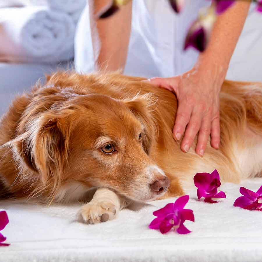 Cute Nova Scotia Duck Tolling Retriever receiving a relaxing, a proper deep tissue massage.