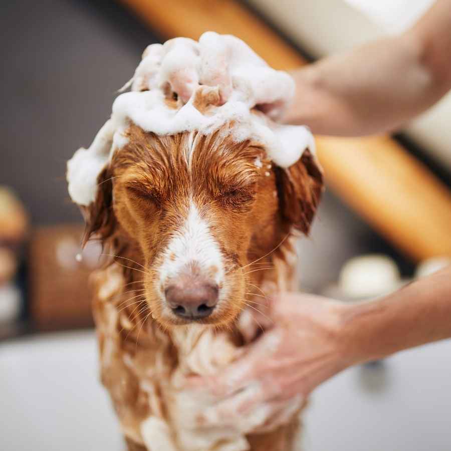 Nova Scotia Duck Tolling Retriever taking a soapy and sudsy bath at home.