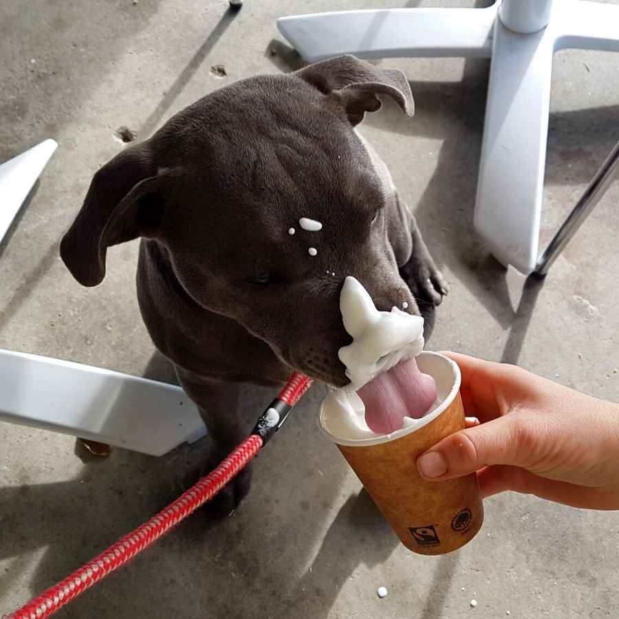 A pitbull eating and licking up a delicious Starbucks Puppuccino on a hot summer day.