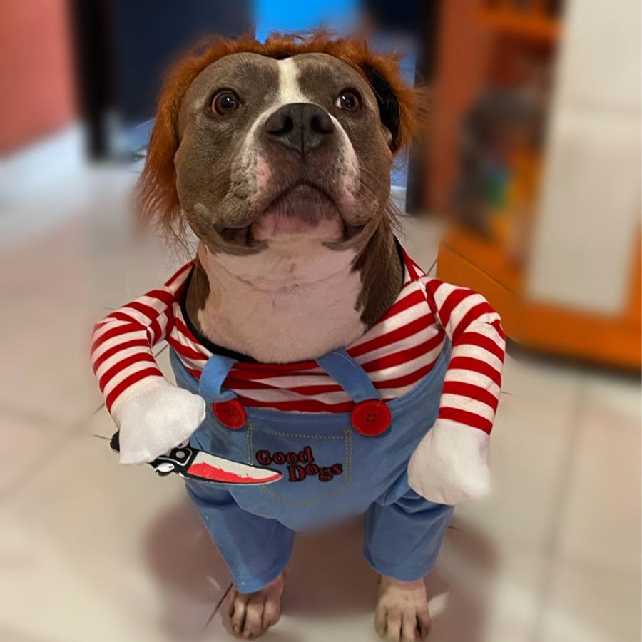 Pitbull wearing Chucky Doll Deadly Killer Dog Costume from online dog costume shop they made me wear it.