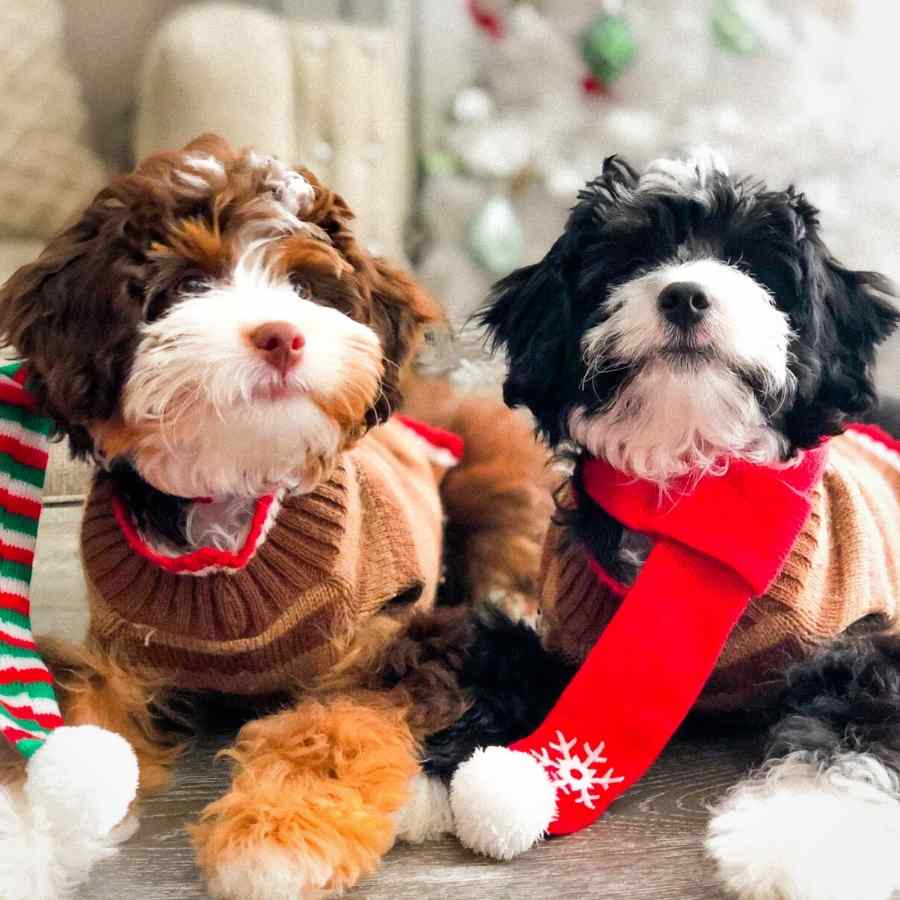 Adorable puppies laying down wearing holiday dog sweaters and scarves.