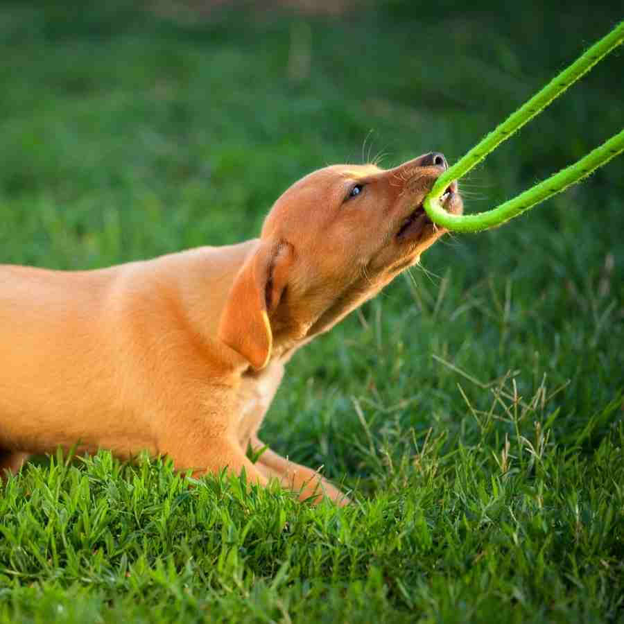 Puppy chewing on green rope leash instead of properly walking with a leash.