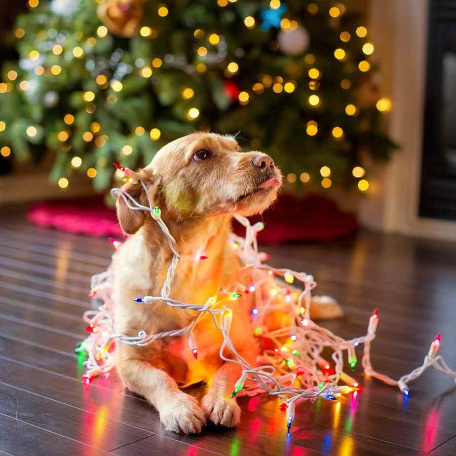Young puppy sticking out his tongue, wrapped in Christmas lights.