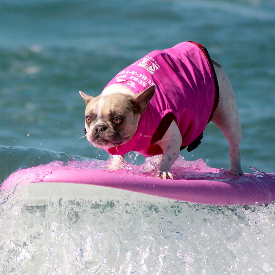 Adorbale rescue frenchie bulldog Cherie the Surf Dog riding a big wave.