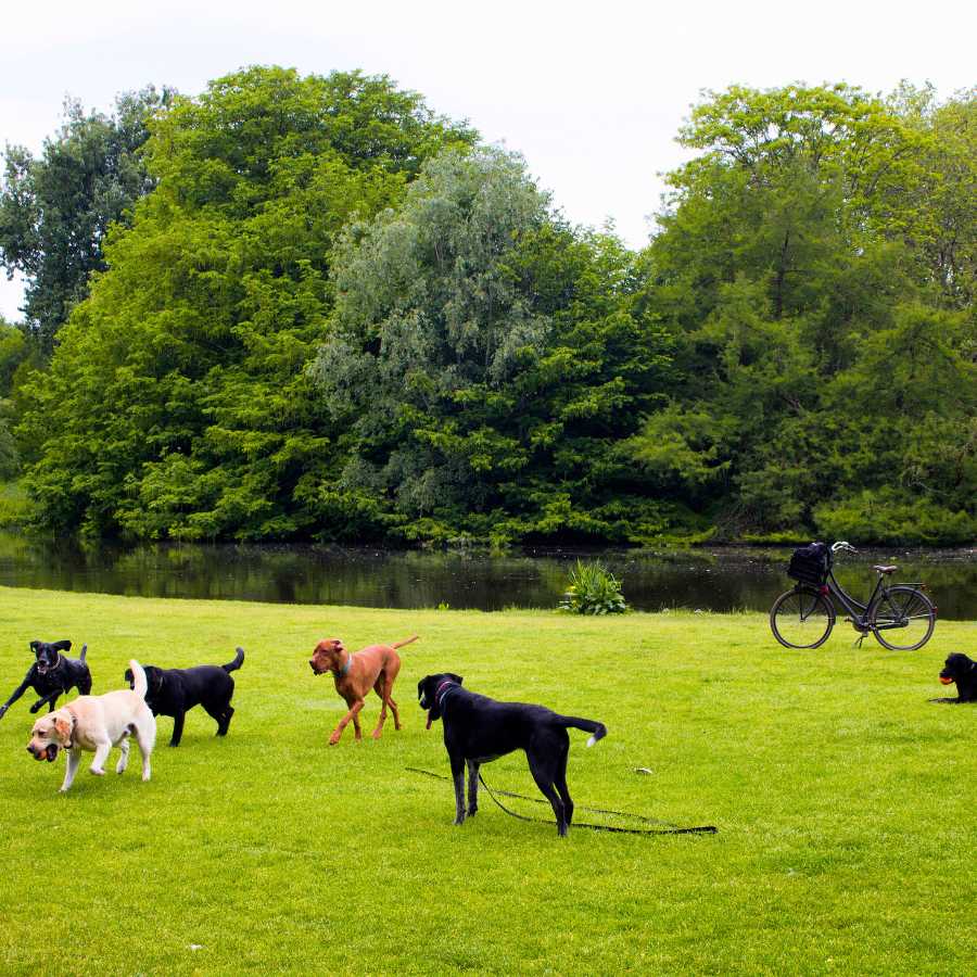 Several dogs playing on a grass field, near a pond and trees at the incredible Vondelpark in Amsterdam.