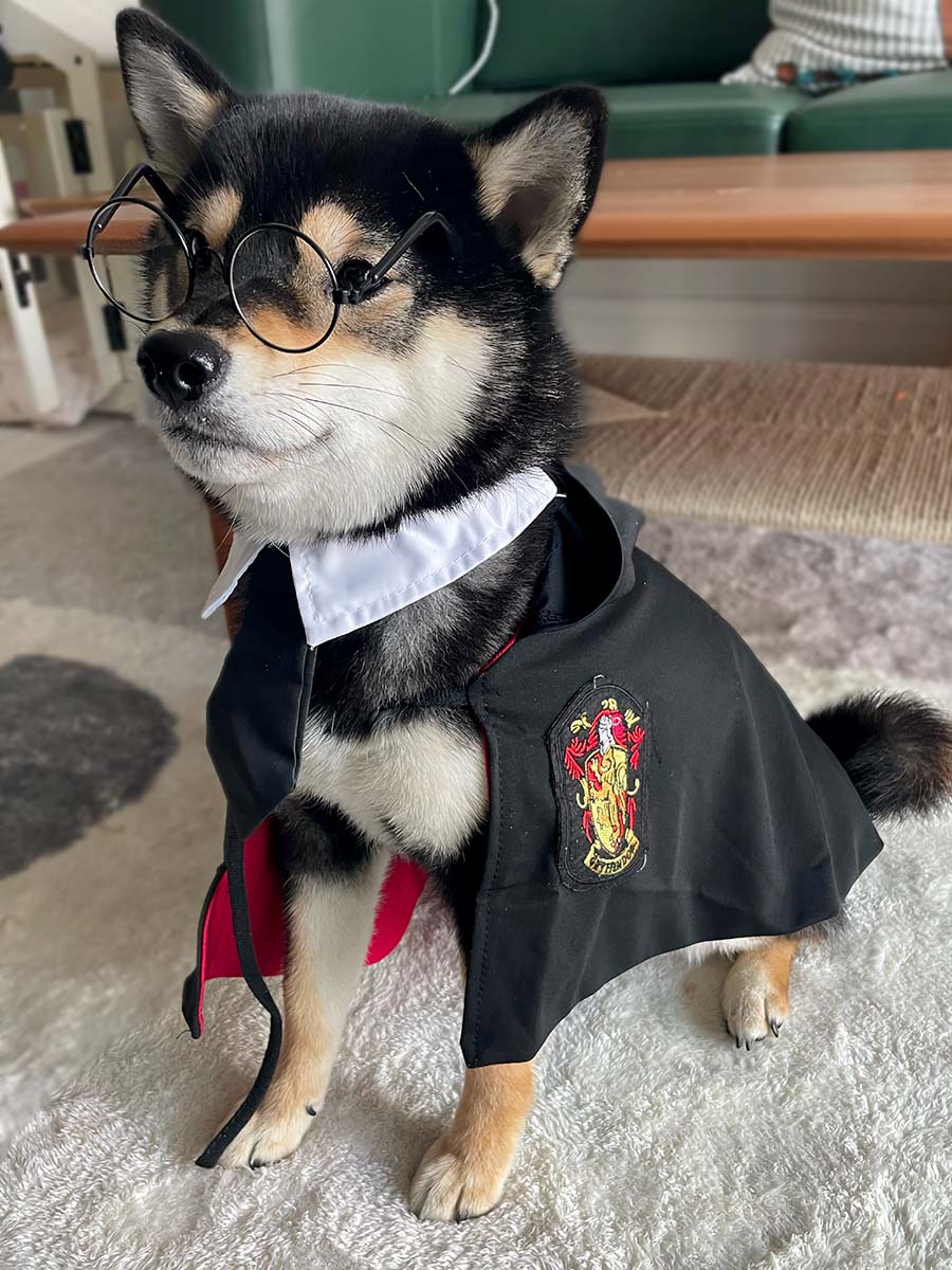 Shiba Inu puppy wearing Harry Pupper Gryffindog Dog Costume - Magical Dog Cloak Ensemble complete with dog reading glasses plus a white collar & black dog tie from online dog costume shop they made me wear it.