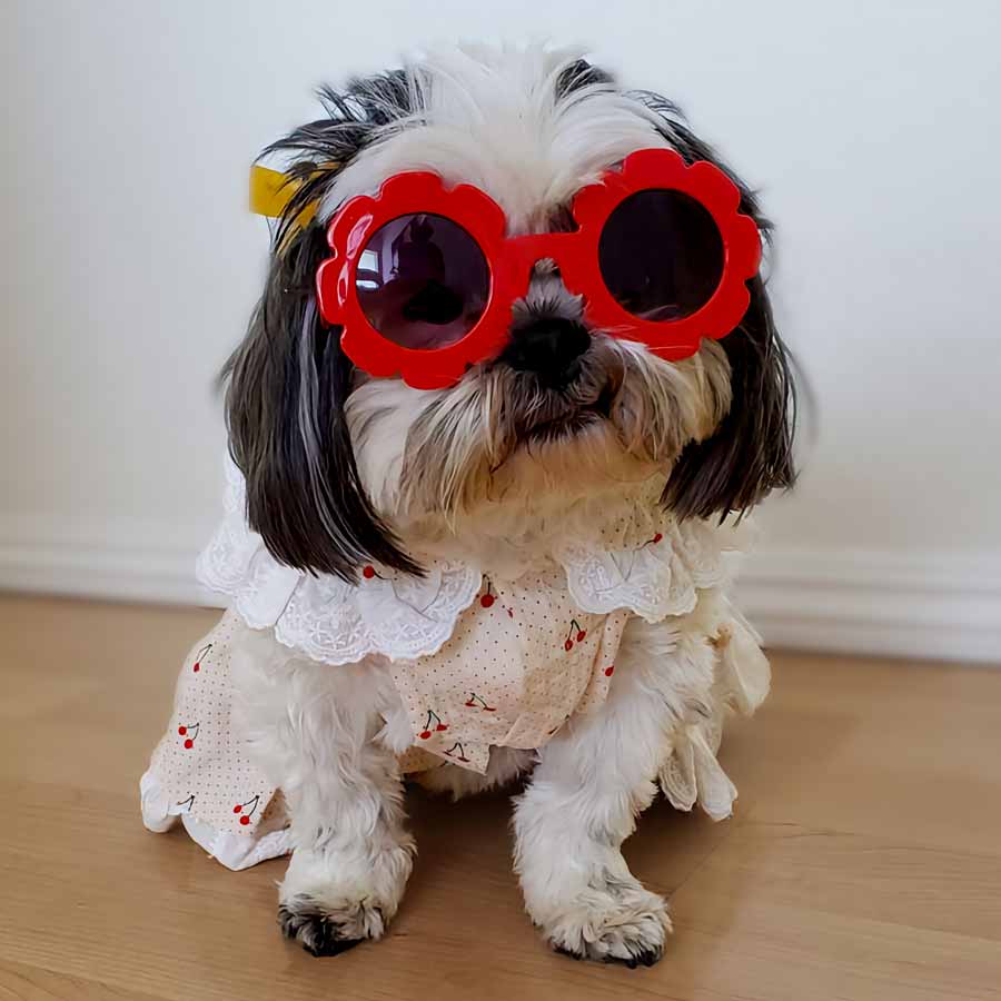 Adorable Shih Tzu, named Pepper, wearing big red sunglasses and modeling the Cream Cherry Print Dog Dress from online posh puppy boutique they made me wear it.