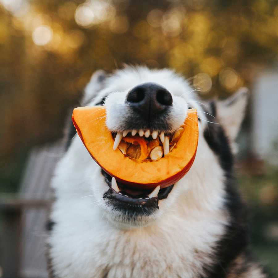 Siberian Husky Dog eating a slice of pumpkin as a treat.