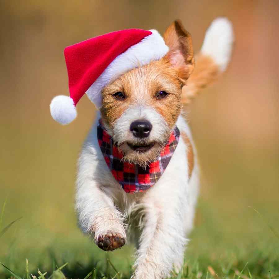 Adorable small dog wearing a Santa hat and plaid bandana, running through a grassy field.