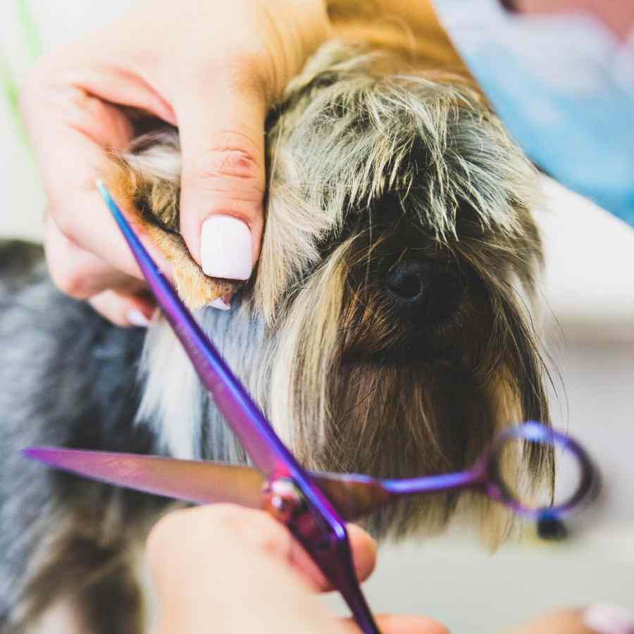 Small Terrier Dog getting trimmed with large purple scissors, mobile pet grooming.