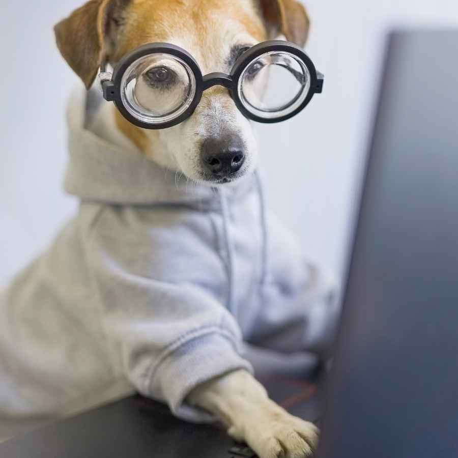 Smart dog working at a computer, wearing reading goggles and a sporty and dog hoodie.