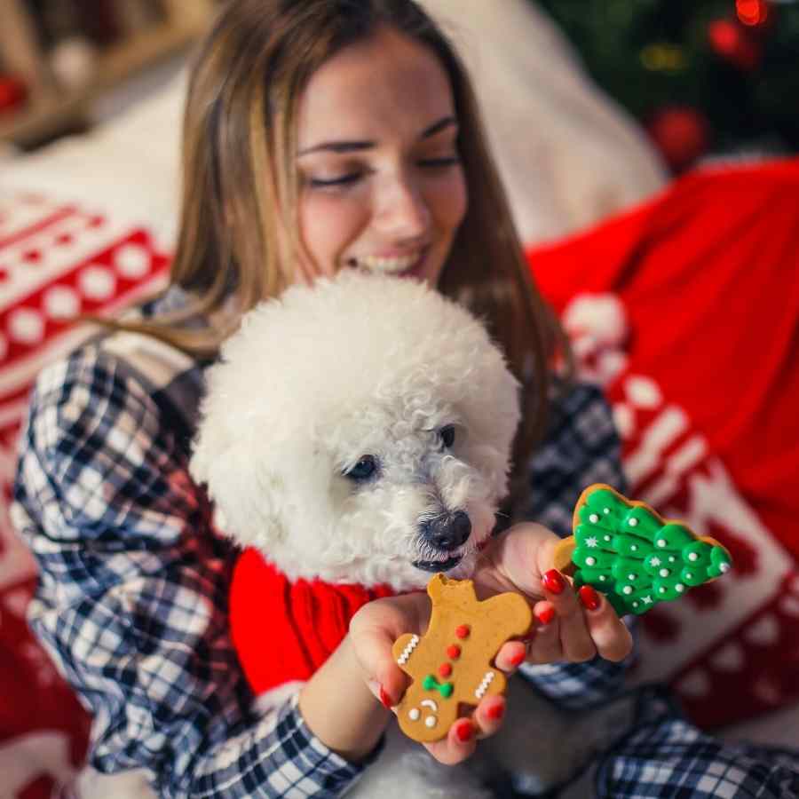 Happy teen dog mom holding up holiday gingerbread cookies and sitting with her adorable Bichon who's wearing a bright red dog sweater.