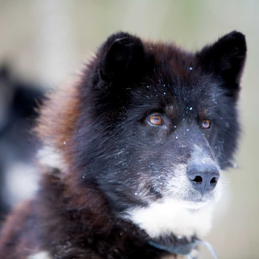 Adorable Canadian Eskimo, one of the Top 6 Most Expensive Dog Breeds in 2022.