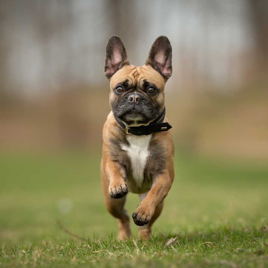 Adorable camel-colored French Bulldog running through the forest, one of the Top 6 Most Expensive Dog Breeds in 2022.
