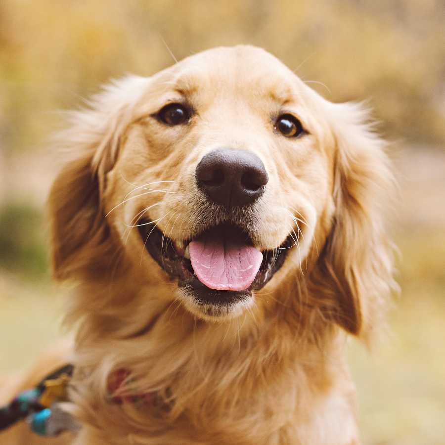 Lovely and playful Golden Retriever, one of the Top 6 Most Expensive Dog Breeds in 2022.
