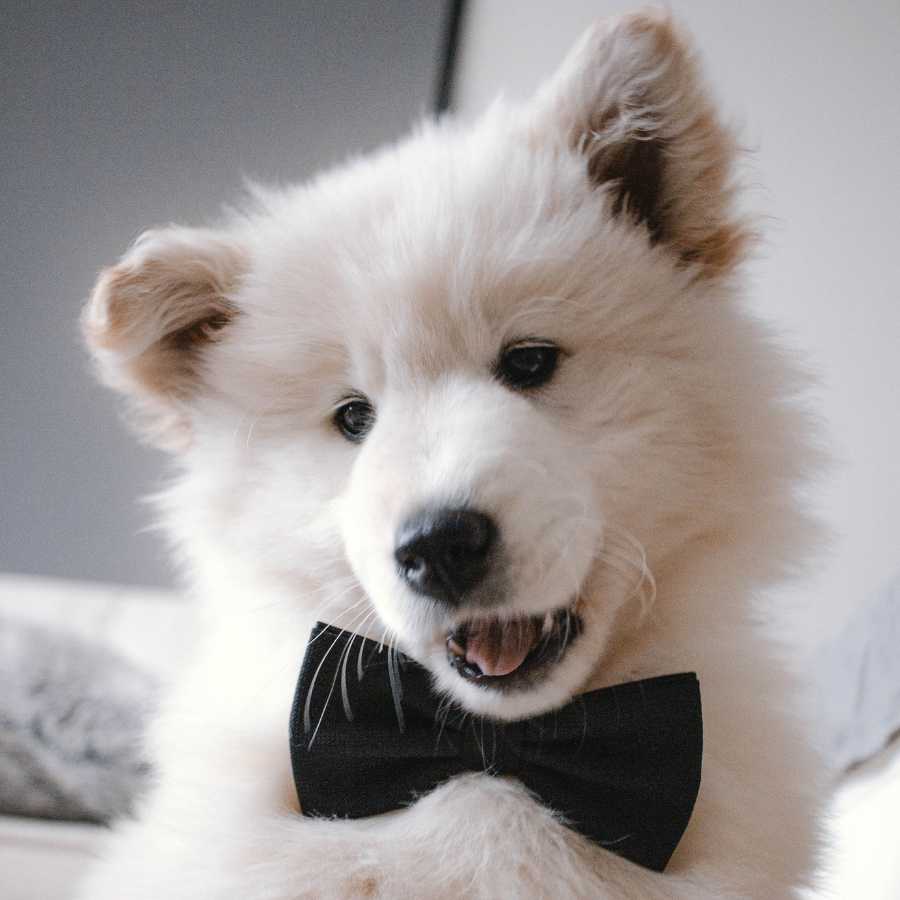 Adorable Samyoed wearing a bow tie, one of the Top 6 Most Expensive Dog Breeds in 2022.