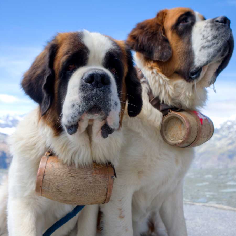 Two Swiss St. Bernanrds in the Wallis area, standing high up in the mountains carryig their casket of water, one of the Top 6 Most Expensive Dog Breeds in 2022.